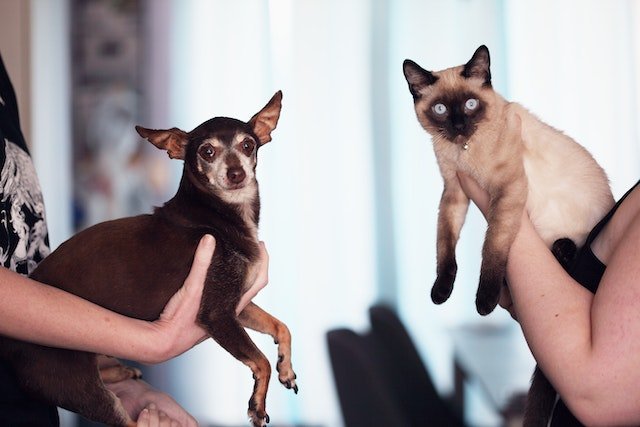 Exotic Pets and Specialized Care Tips: Ensuring the Well-being of Unique Companion Animals