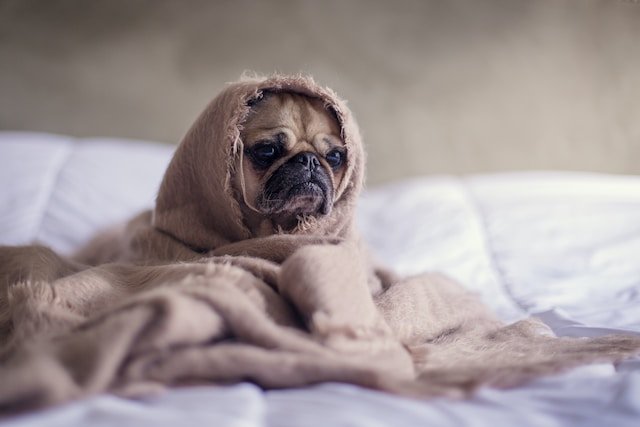 Behavior Modification Techniques for Addressing Separation Anxiety in Pets