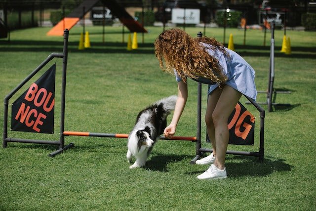 Exercise and Fitness for Pets: Keeping Your Furry Friends Happy and Healthy