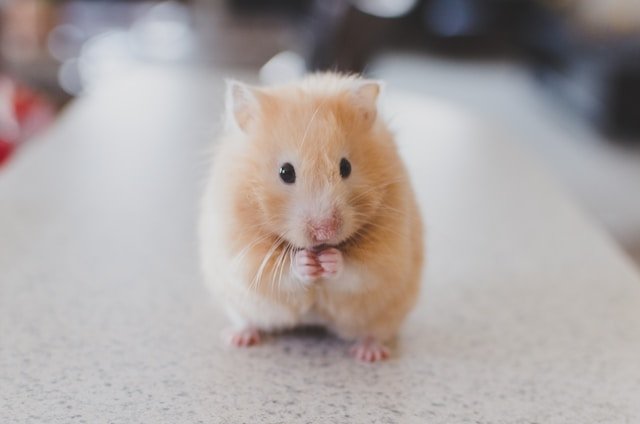 Foster Care for Animals in Need: Providing Temporary Homes and Lifesaving Support