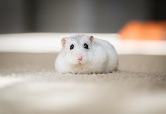 Dealing with Separation Anxiety in Pets: A Comprehensive Guide