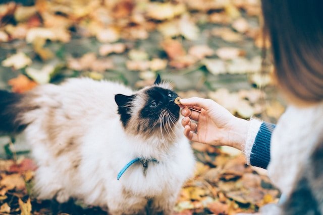 Cat Breeds and Their Personalities: Discovering the Unique Traits of Different Cat Breeds