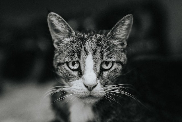 A Comprehensive Guide to Addressing Separation Anxiety in Pets