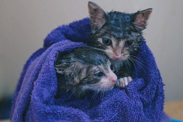 Tips for Introducing a Newly Adopted Pet to Your Home: Creating a Smooth Transition for Your Furry Friend