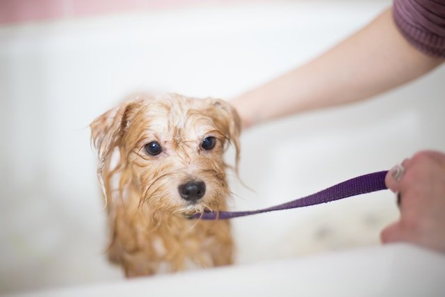 Adoption Process and Considerations: Finding Your Perfect Pet and Forever Companion