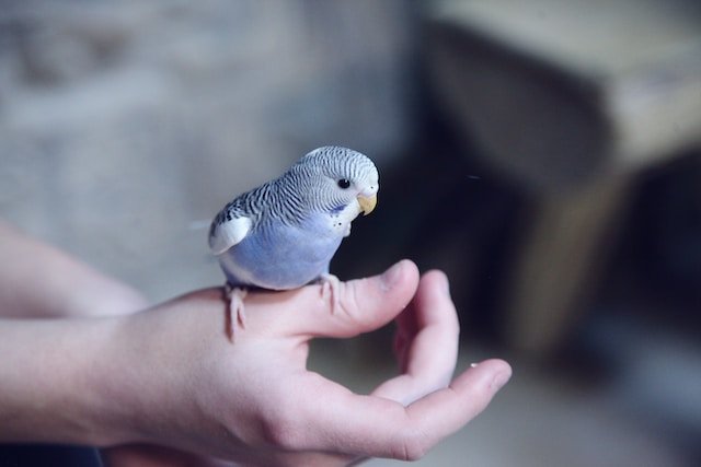 Small Pets and Their Care Requirements: Providing a Happy and Healthy Life for Rabbits Guinea Pigs Hamsters and More
