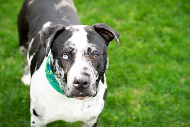 Mixed Breed Dogs: Understanding the Unique Blends