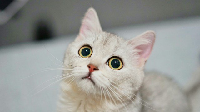 Cat Breeds and Characteristics: Exploring Feline Diversity