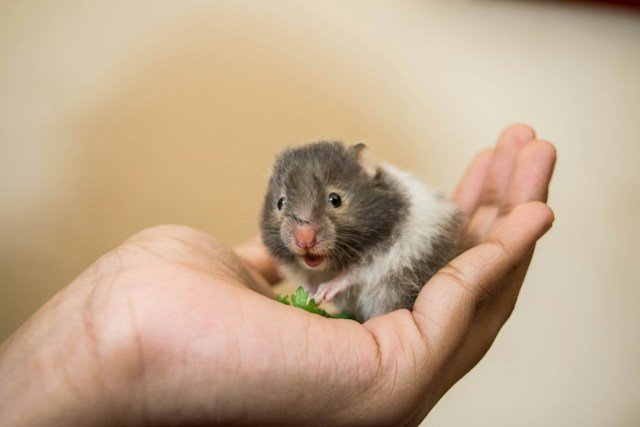 Choosing the Ideal Hamster Breed for Your Family: A Comprehensive Guide