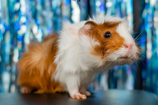 Different Hamster Breeds and Varieties: A Comprehensive Guide