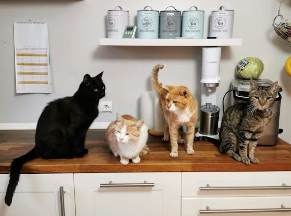 Selecting the Right Cat Breed for Your Lifestyle: A Comprehensive Guide
