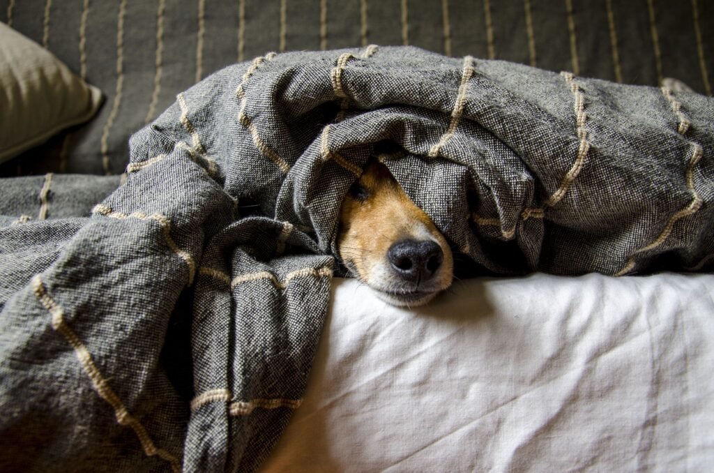 dogs, animals, nature, pet, dog, pets, animal, mammals